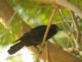 /album/some-overseas-trips/large-billed-crow-corbett-jpg/